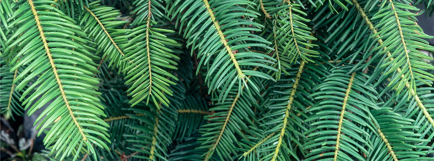 Evergreen pine needles